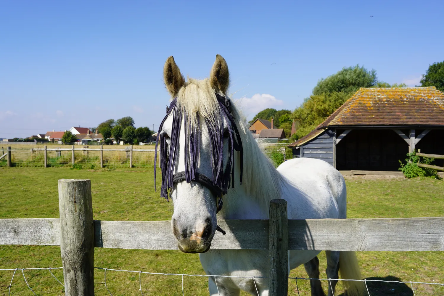 The farm's rescue ponies